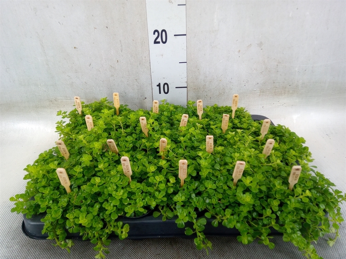 <h4>Pilea depressa</h4>