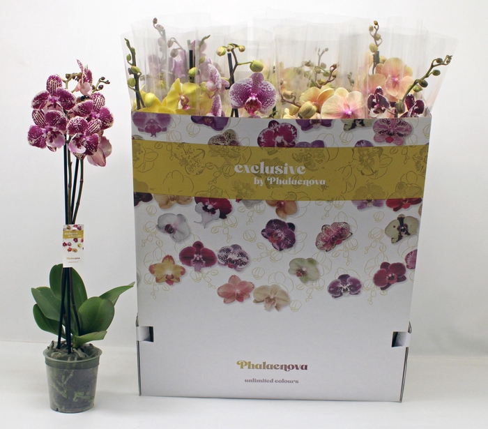 <h4>PHAL GEM 10 KL</h4>