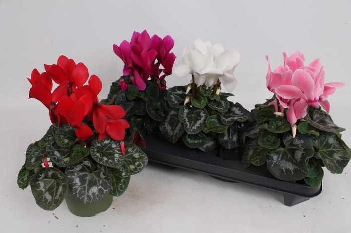 <h4>CYCL GR SUP VINTRO</h4>