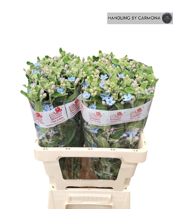 <h4>OXY CO TAN PURE BLU</h4>