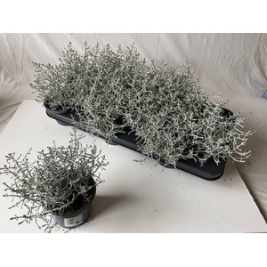 LEUCOPH BROWNII