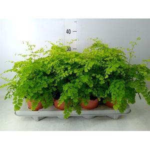 Adiantum raddi. 'Fragrans'