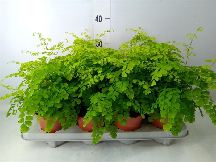 <h4>Adiantum raddi. 'Fragrans'</h4>