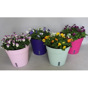 Arr.Viola gekleurde terraspot met waterreservoir (mixlaag diverse kleuren)