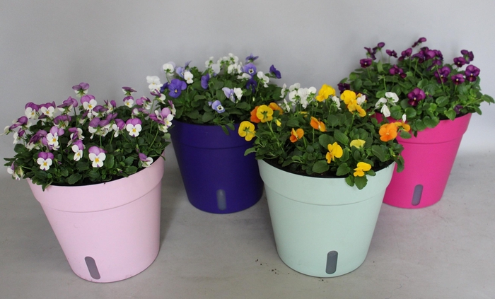 <h4>Arr.Viola gekleurde terraspot met waterreservoir (mixlaag diverse kleuren)</h4>