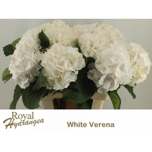 HYDR M CH WHI VERENA