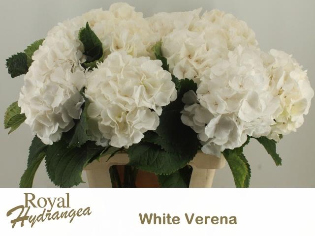 <h4>HYDR M CH WHI VERENA</h4>