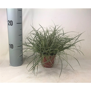 Carex conica 'Snowline' p8