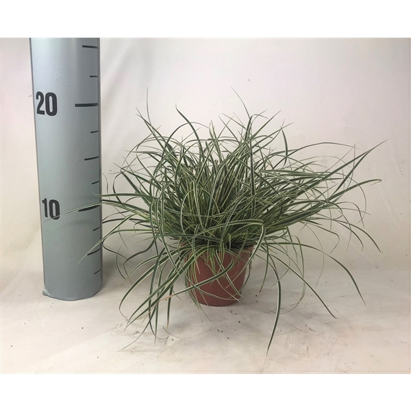 <h4>Carex conica 'Snowline' p8</h4>