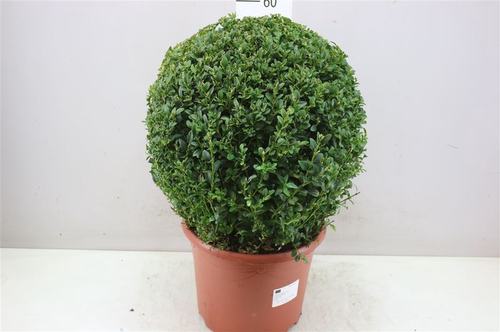 <h4>Buxus Semp Bol 45cm</h4>