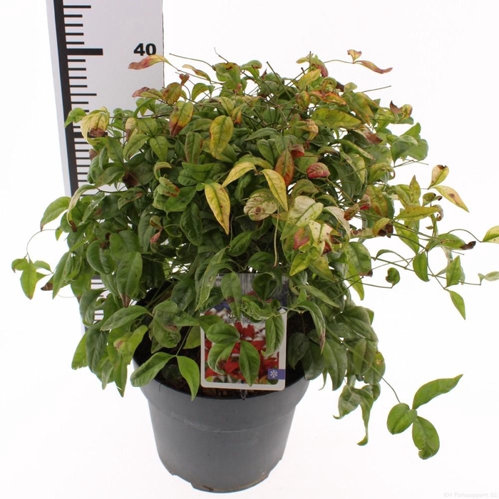 <h4>Nandina domestica 'Firepower'</h4>