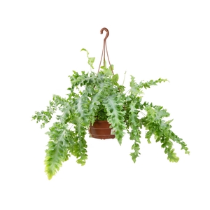PHLEBODIUM AUREUM DAVANA C21