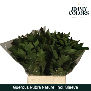 Quercus Rubra Naturel L60 Sleeve Naturel
