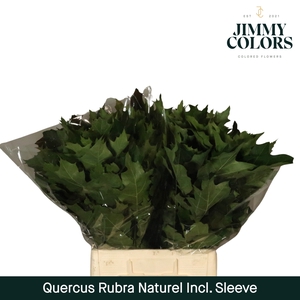 Quercus Rubra naturel L60 Sleeve naturel