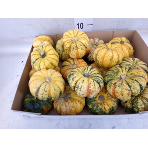 Cucurbita