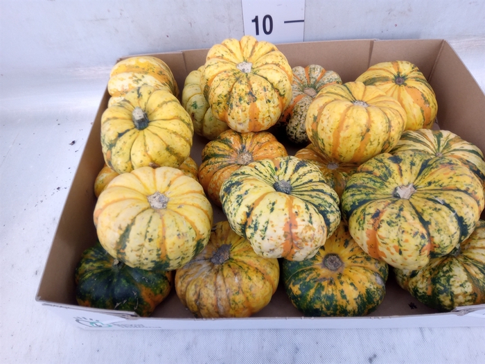 <h4>Cucurbita</h4>