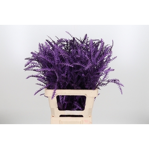 Grevilea Ivanhoe Kl Bh Metallic Violet