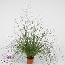 Eragrostis elliottii