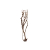 Syringa Branch Extra Morgan