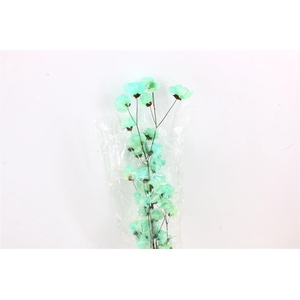 Dried Bougainvillea 55cm Turquoise Bunch