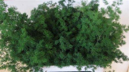 <h4>Asp Umbellatus</h4>