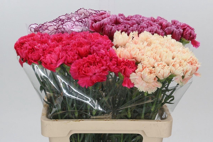 <h4>DI ST GEM IN FUST</h4>