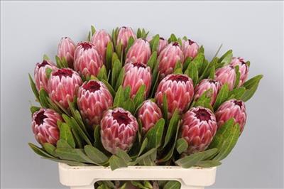 <h4>PROTEA PINK ICE 60 CM</h4>