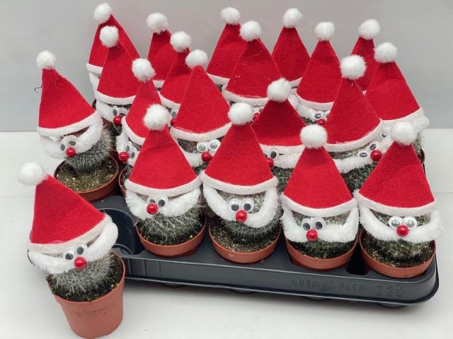 <h4>CACTUS VERSIERD</h4>