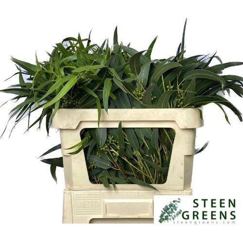 <h4>EUC EXOTICA BS</h4>