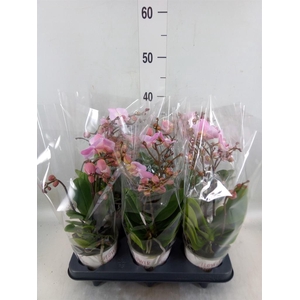 Phalaenopsis multi. 'Ant Antwerp'