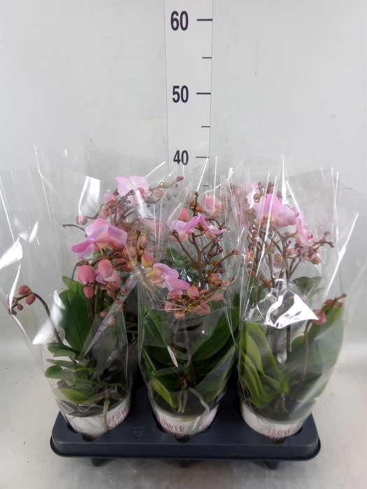 <h4>Phalaenopsis multi. 'Ant Antwerp'</h4>