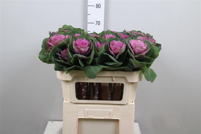 <h4>Brass Red Crane</h4>