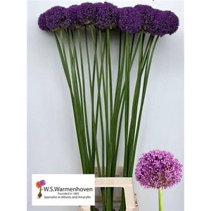 Allium Ambasador Extra