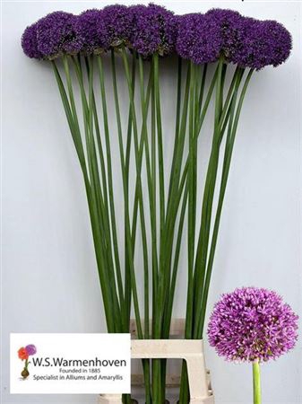 <h4>Allium Ambasador Extra</h4>