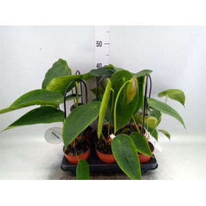 Anthurium   ...