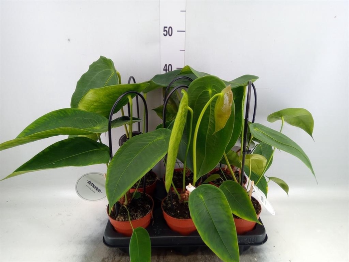 <h4>Anthurium   ...</h4>
