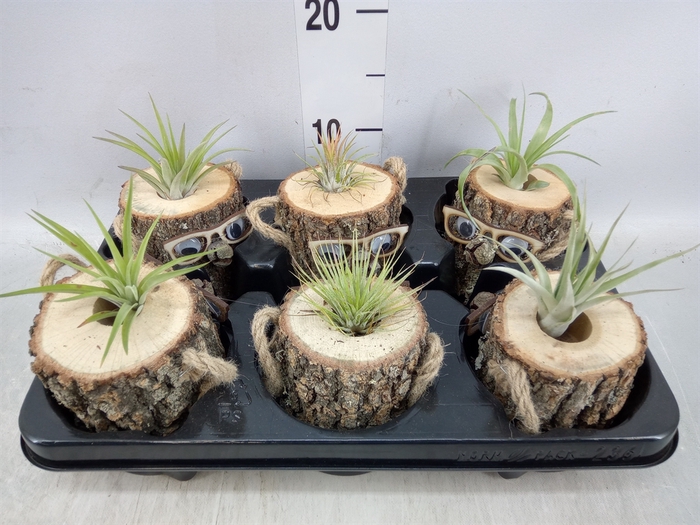 <h4>Arr.  Tillandsia L%</h4>