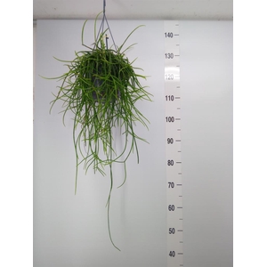 Rhipsalis floccosa