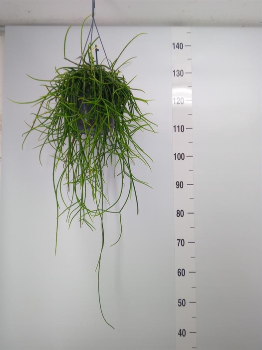 <h4>Rhipsalis floccosa</h4>