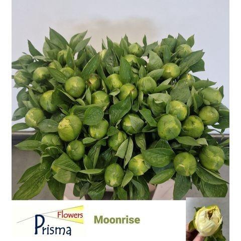 <h4>PAEO MOONRISE</h4>