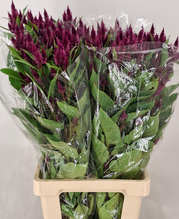 <h4>CEL A CELWAY PURPLE</h4>