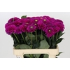 Dahlia Purple Fox