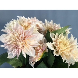 Dahlia Café Au Lait
