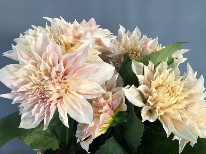 <h4>Dahlia Café Au Lait</h4>