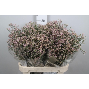 Lim Sin Blush Diamond