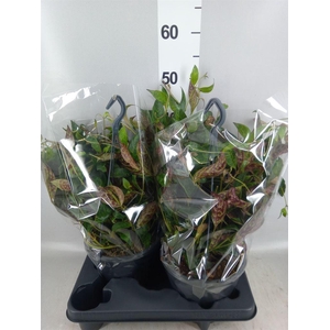 Aeschynanthus marmoratus