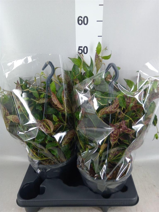 <h4>Aeschynanthus marmoratus</h4>