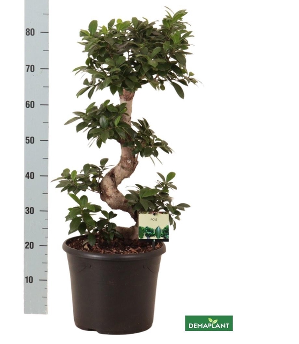 <h4>FIC MI GINSENG</h4>