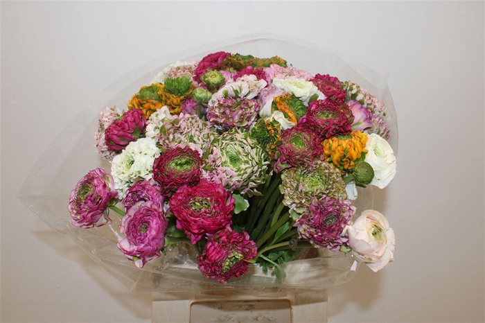 <h4>Ran Ponpon Ex Mixed</h4>