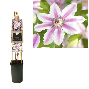 Clematis 'Nelly Moser' +3.0 label